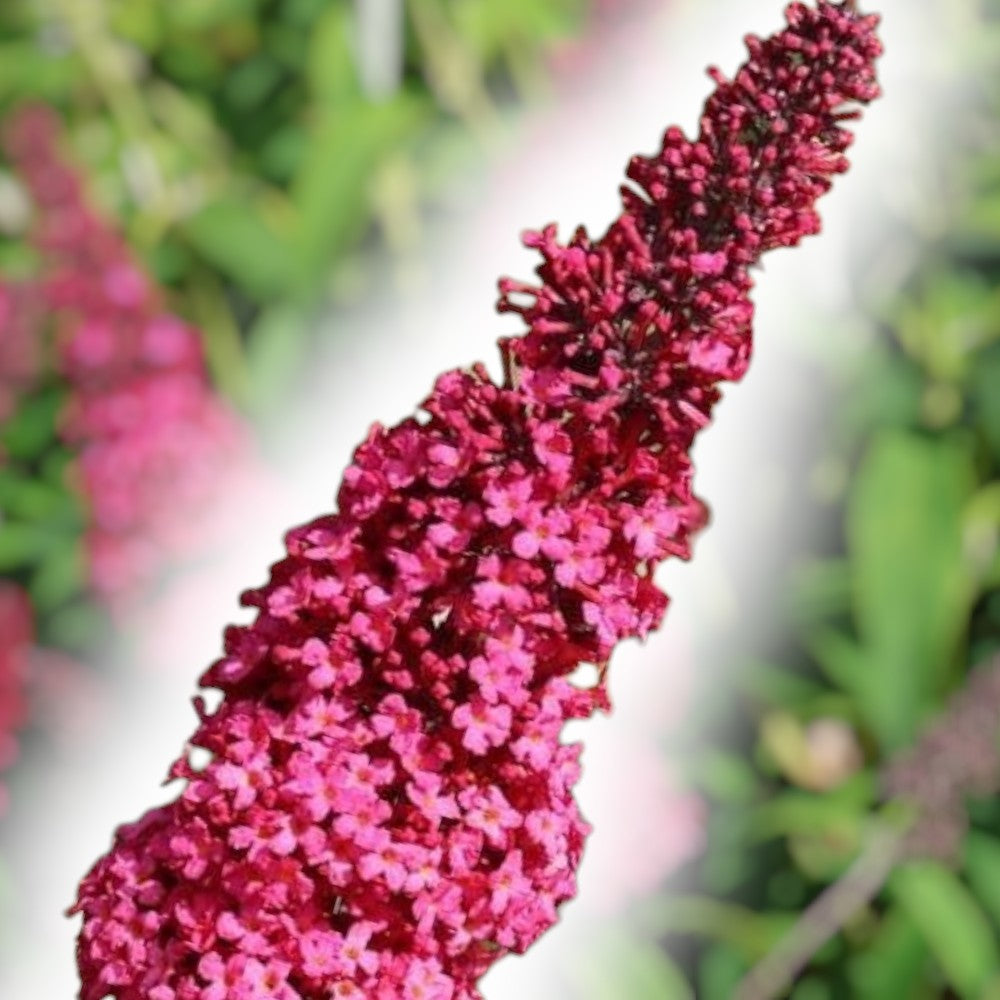 Buddleja Prince Charming® 5 L Potte