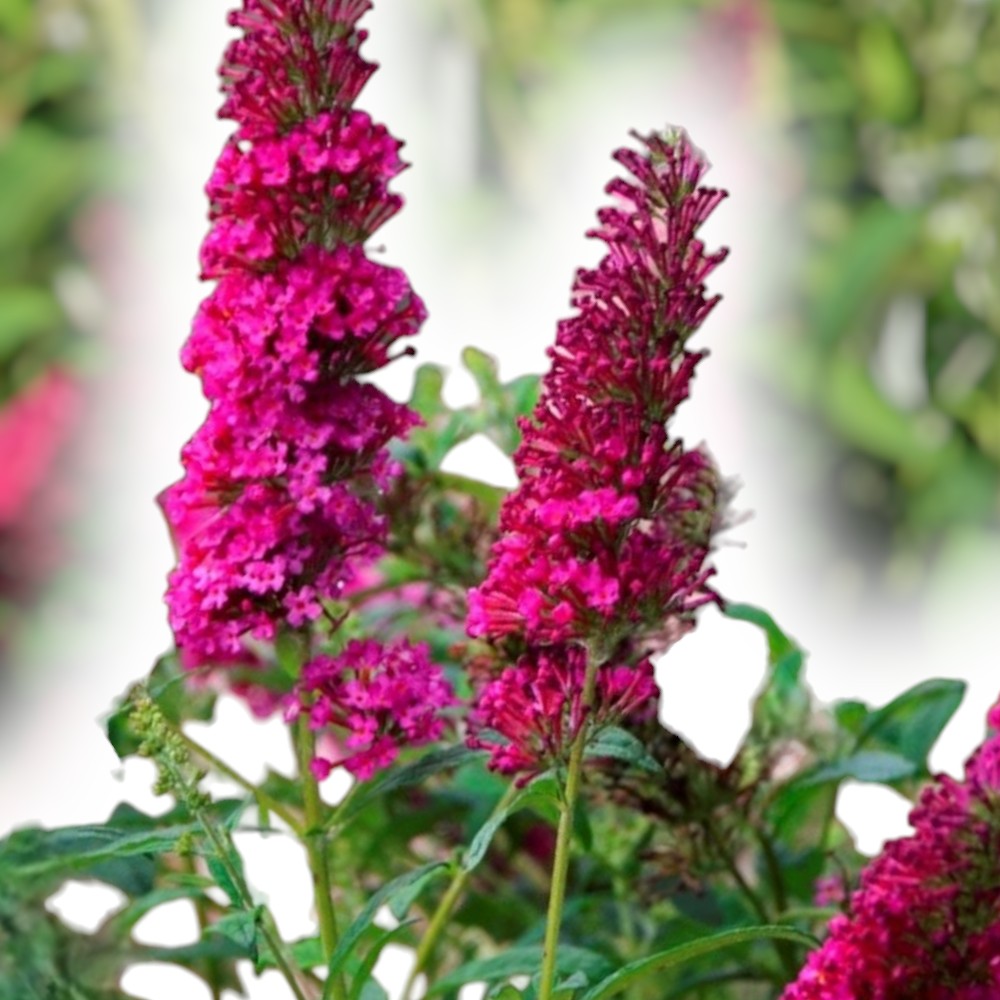 Buddleja Queen Of Hearts® 5 L Potte
