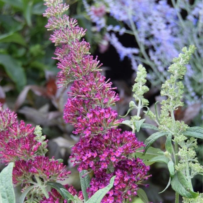 Sommerfuglebusk, Buddleja Queen Of Hearts