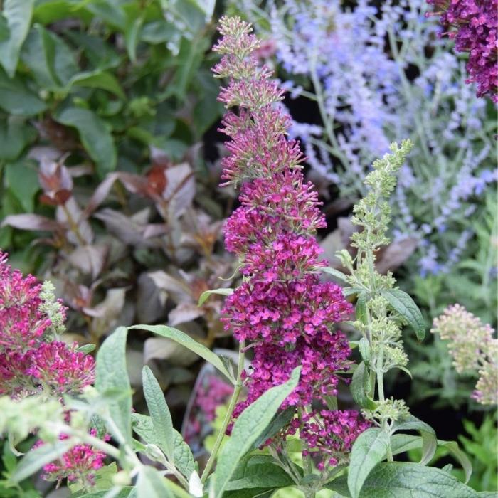Sommerfuglebusk, Buddleja Queen Of Hearts