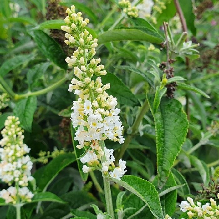 sommerfuglebusk, Buddleja X Miss Pearl
