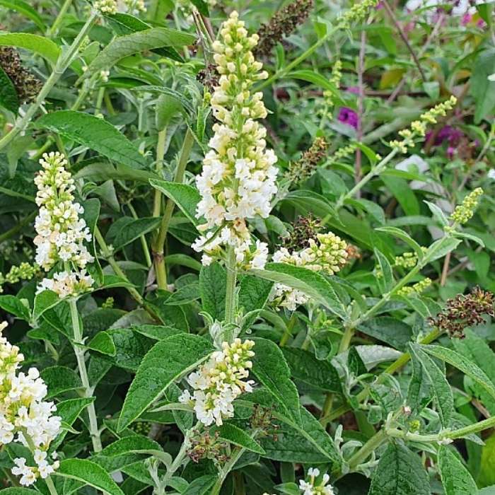 sommerfuglebusk, Buddleja X Miss Pearl