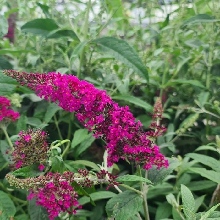 Sommerfuglebusk, Buddleja x 'Miss Ruby'