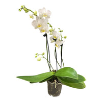 Stueplanter med blomster
