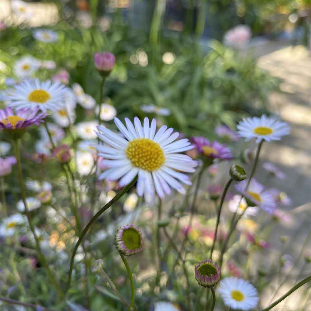 Spansk bakkestjerne, Erigeron Karvinskianus - 3 L Potte