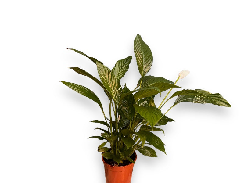 Fredslilje, Spathiphyllum Vivaldi i 17 cm potte.