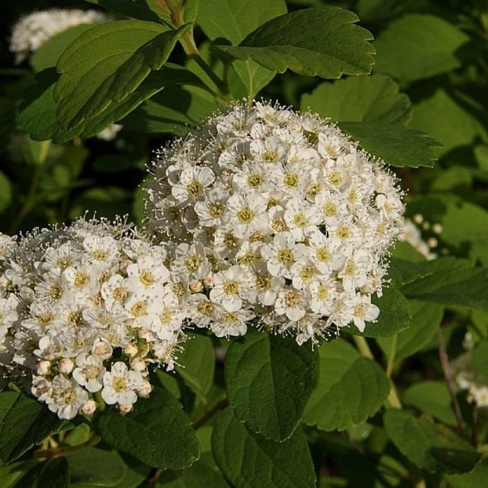 Spiræa, spiraea Betulifolia ´Tor´ - 5 L potte