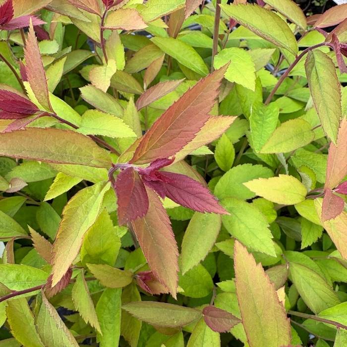 Spiræa, Spiraea Double Play Red Pw - 5 L Potte