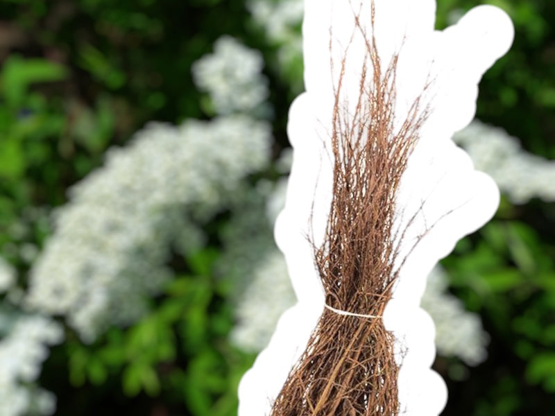 Snedriver busk Spiræa 'Grefsheim', højden 50-80 cm.