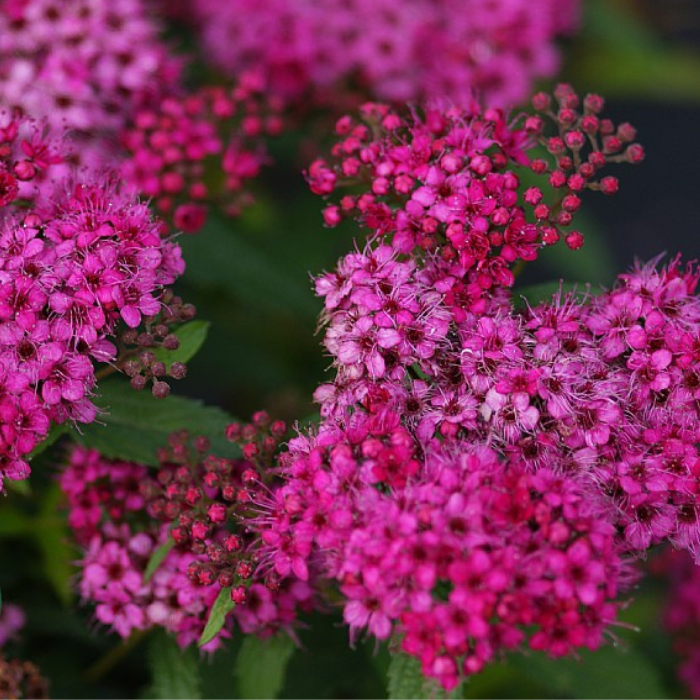 Spiræa, Spiraea Jap. Anthony Waterer - 5 L Potte