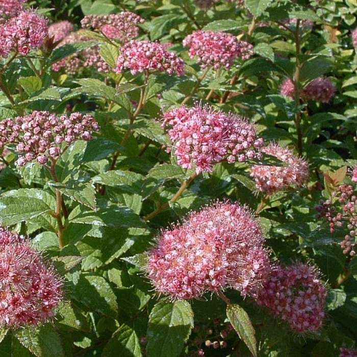 Spiræa, Spiraea Jap. ´Little Princess´ - 5 L Potte