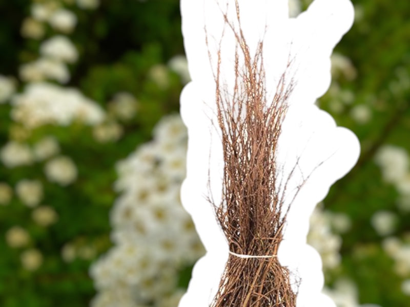 Snedrivebusk, SPIRAEA NIPP. 'SNOWMOUND' 1/2 40-60 cm høj.