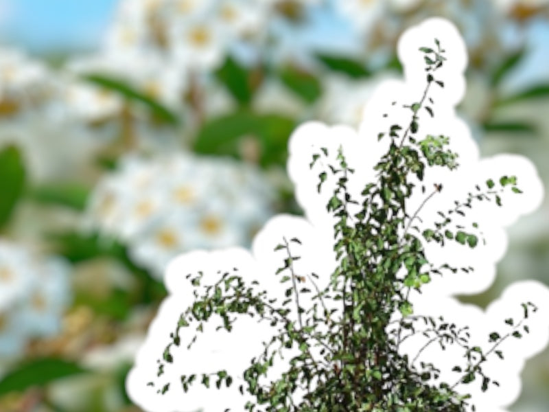 Buketspiræa hækplante, model SPIRAEA VANHOUTTEI - 50-80 cm høj