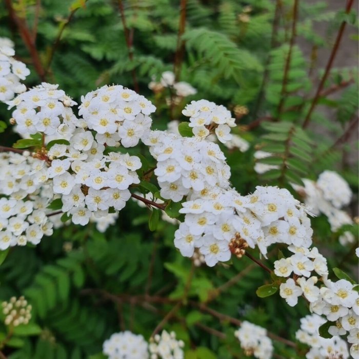 Spiræa, Spiraea Vanhouttei 