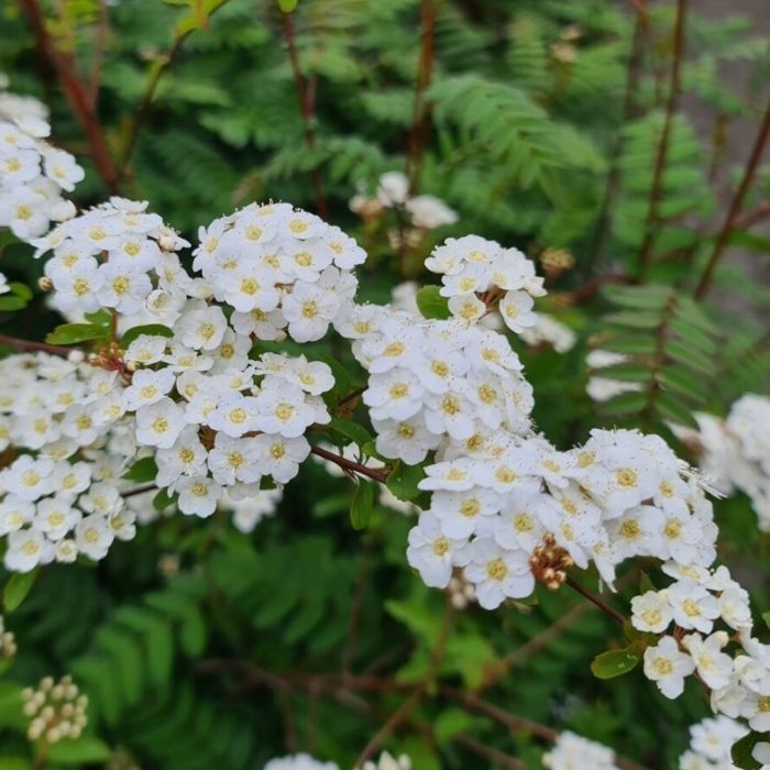 Spiræa, Spiraea vanhouttii 0/1/2H 50-80