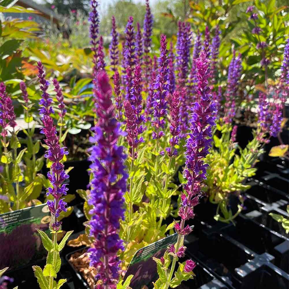 Staudesalvie, SALVIA nemorosa 'Ostfriesland' - 3 L Potte