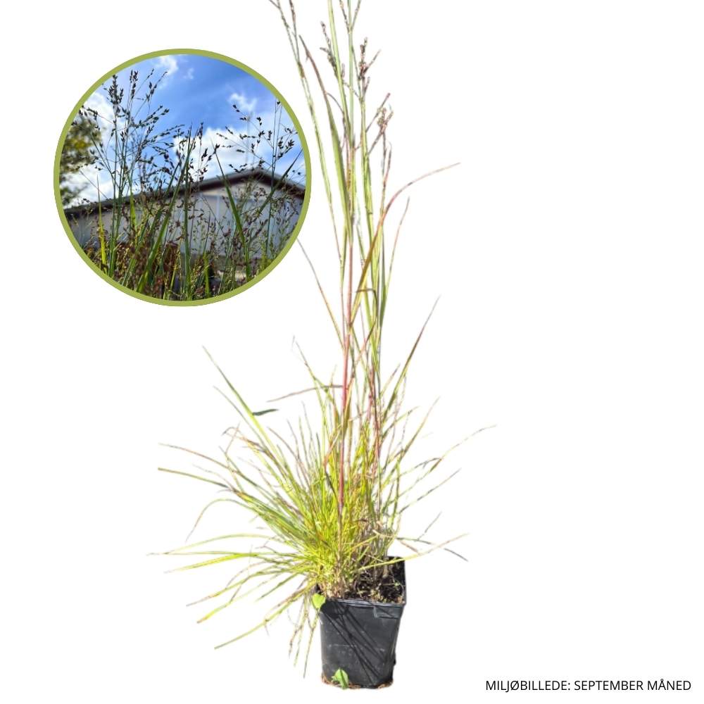 Staudehirse, PANICUM virgatum ´Heavy Metal´ - 1L potte