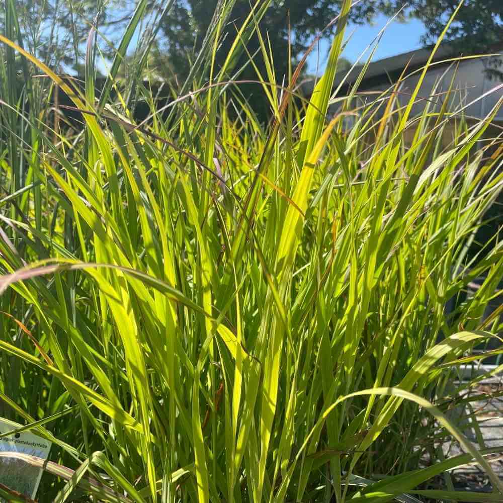 Staudehirse, Panicum Virgatum ´Shenandoah´ i 5 L Potte