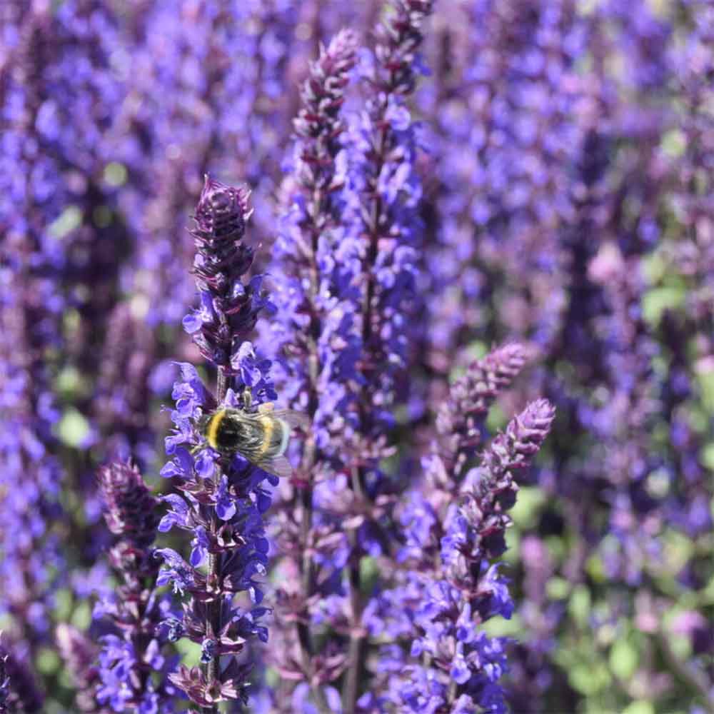 Staude-Salvie, SALVIA nem. 'Caradonna' - 1 L Potte