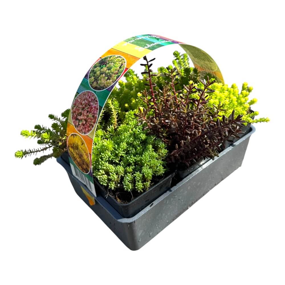 Stenurt, Sedum MIX - 6 stk.