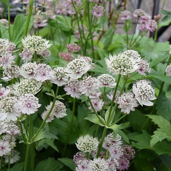 Stjerneskærm ASTRANTIA 'major' til haven