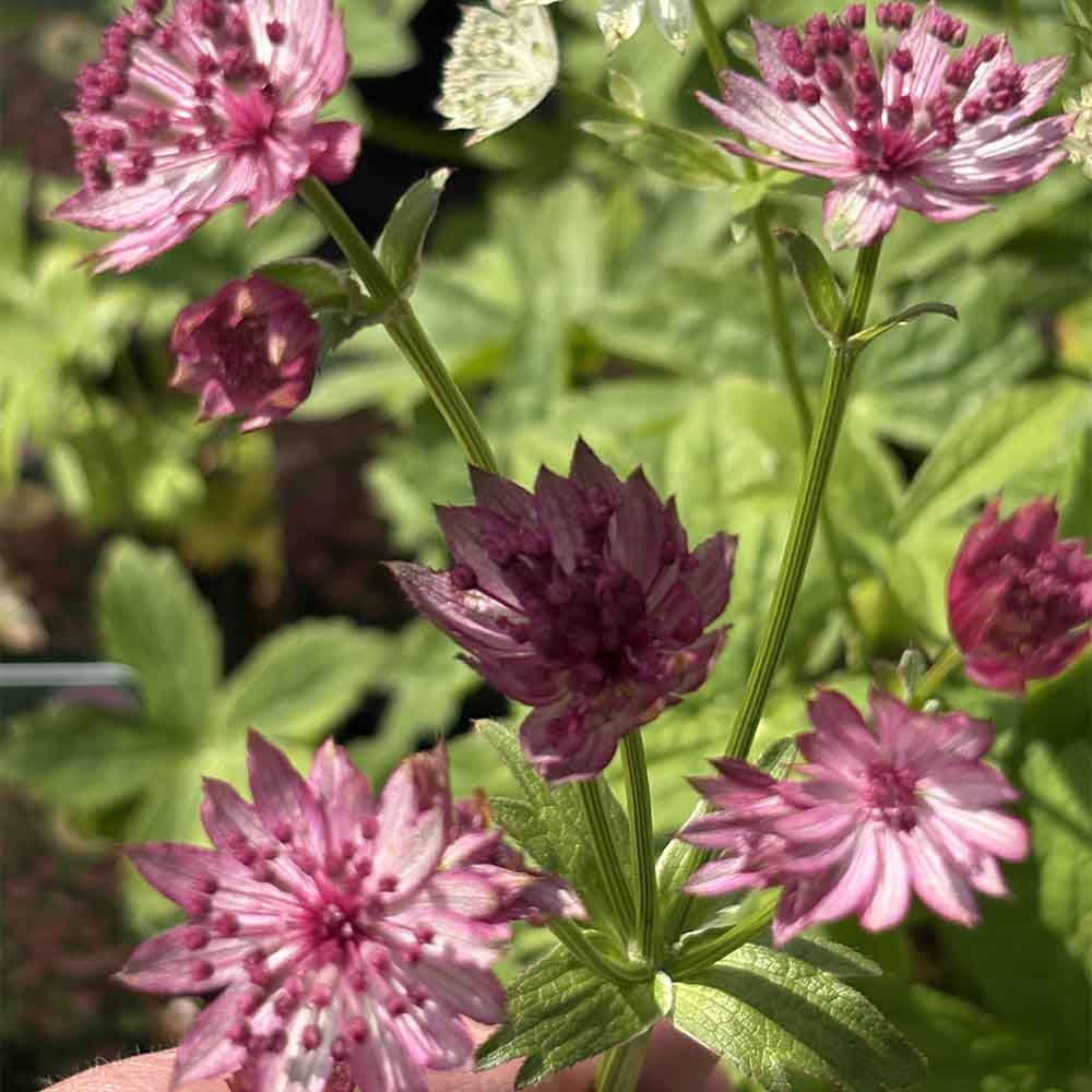 Stjerneskærm ASTRANTIA major 'Roma' til haven