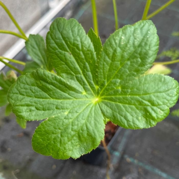 Stjerneskærm, ASTRANTIA h. Star of Billion - 1 L Potte
