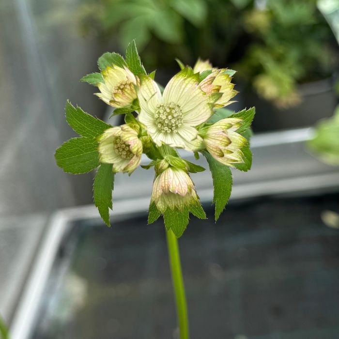 Stjerneskærm, ASTRANTIA h. Star of Billion - 1 L Potte
