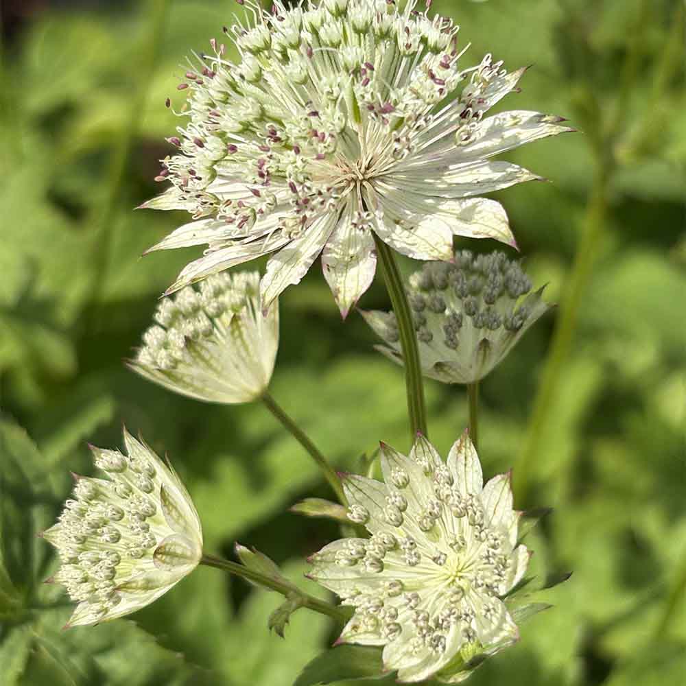 Stjerneskærm ASTRANTIA hybrid 'Snow Star' til haven