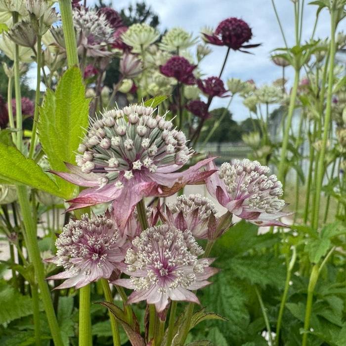 Stjerneskærm, ASTRANTIA major 'Primadonna'