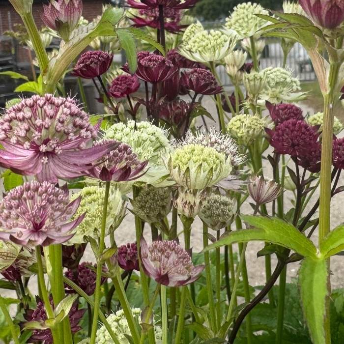 Stjerneskærm, ASTRANTIA major 'Primadonna'