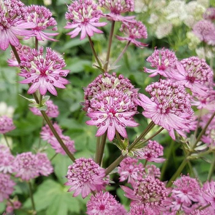 Stjerneskærm, Astrantia Star Of Beauty - 13 cm Potte