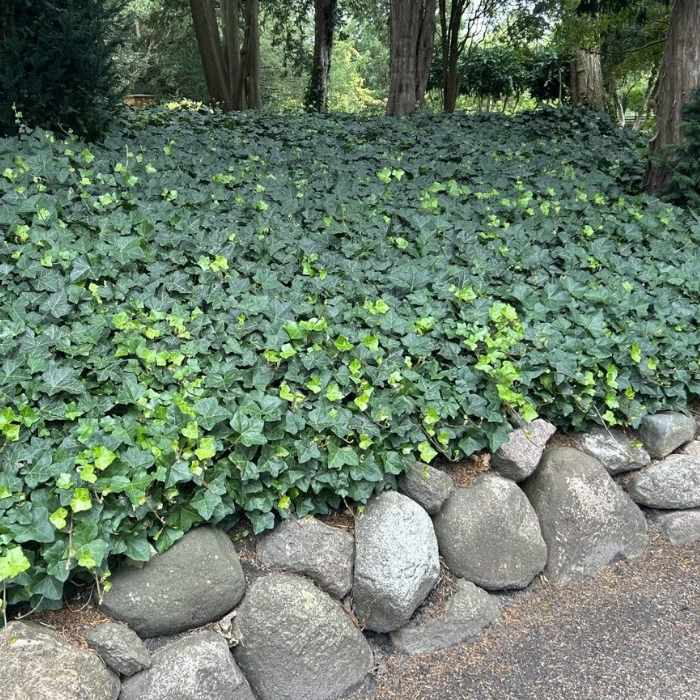 Storbladet Efeu, Hedera hibernica på h150 cm stok - 3l potte