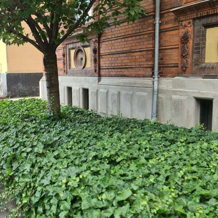 Storbladet Efeu, Hedera hibernica på h150 cm stok - 3l potte