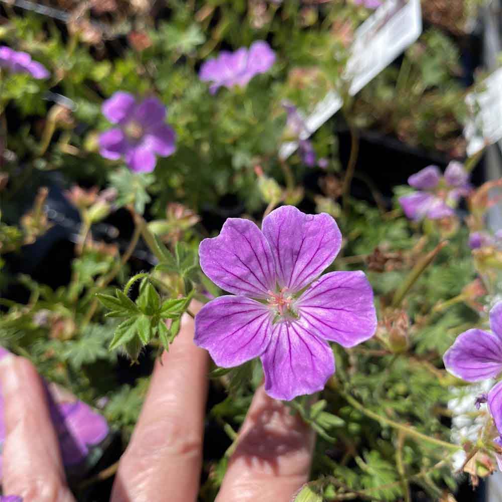 Storkenæb, GERANIUM sang, 10 cm potte, Canon Miles.
