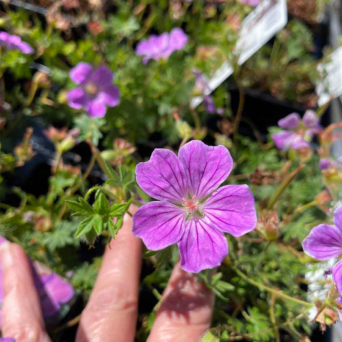 GERANIUM sang. Canon Miles 10 cm. Potte