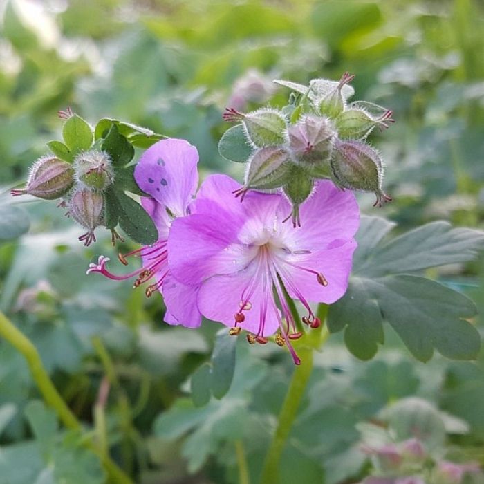 Storkenæb, GERANIUM cantab. Cambridge