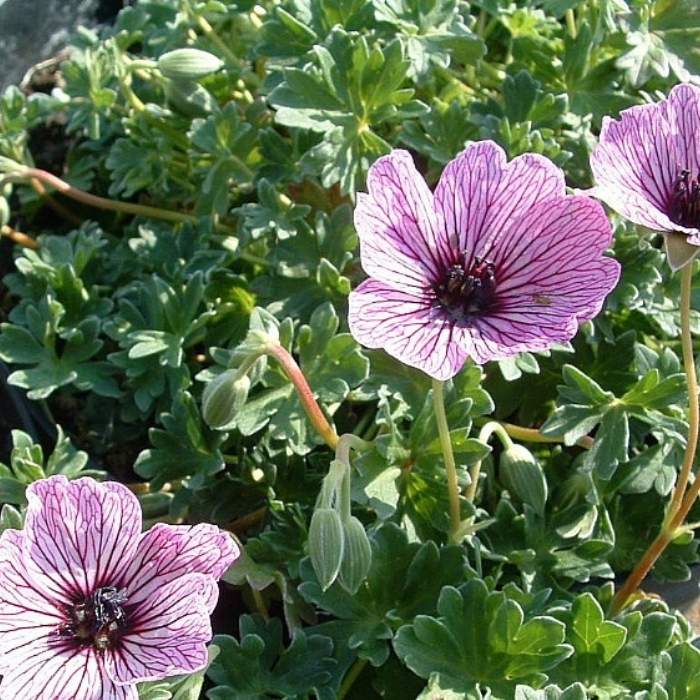 Storkenæb GERANIUM cin. Ballerina 