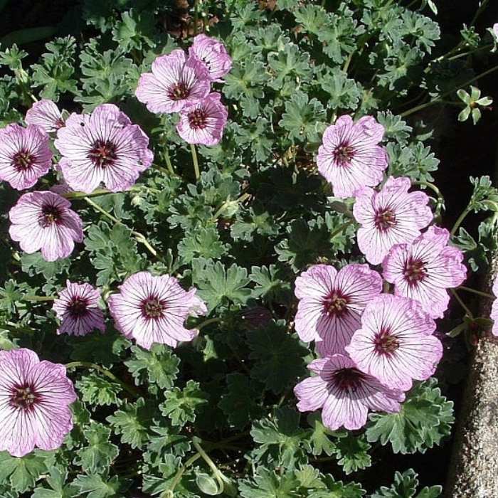 Storkenæb GERANIUM cin. Ballerina 