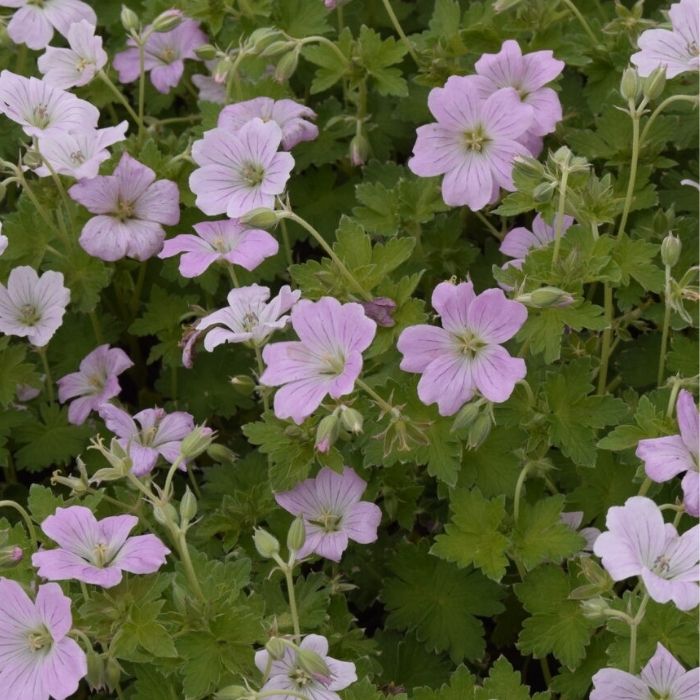 Storkenæb, Geranium hybrid 'Dreamland' - 13 cm Potte