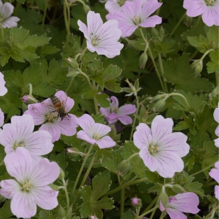 Storkenæb, Geranium hybrid 'Dreamland' - 13 cm Potte