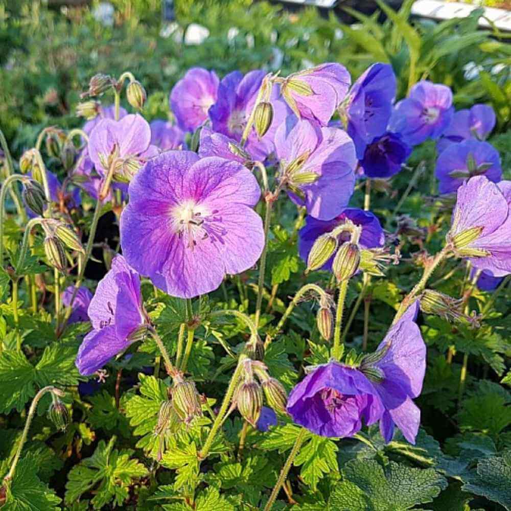 Storkenæb, GERANIUM himalayense Gravetye - 1 L Potte