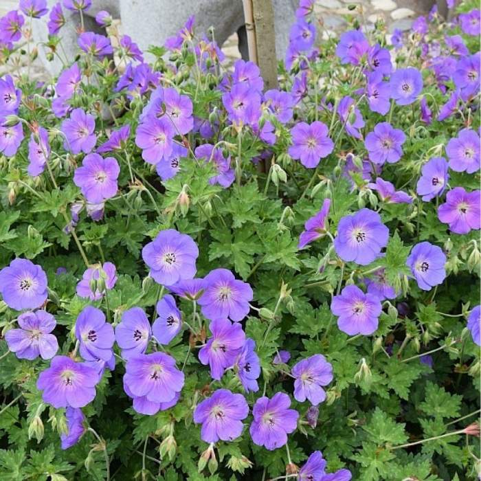 Storkenæb, Geranium hybrid 'Rozanne' 