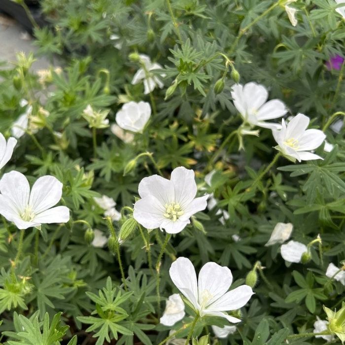 Storkenæb, GERANIUM sang. Album