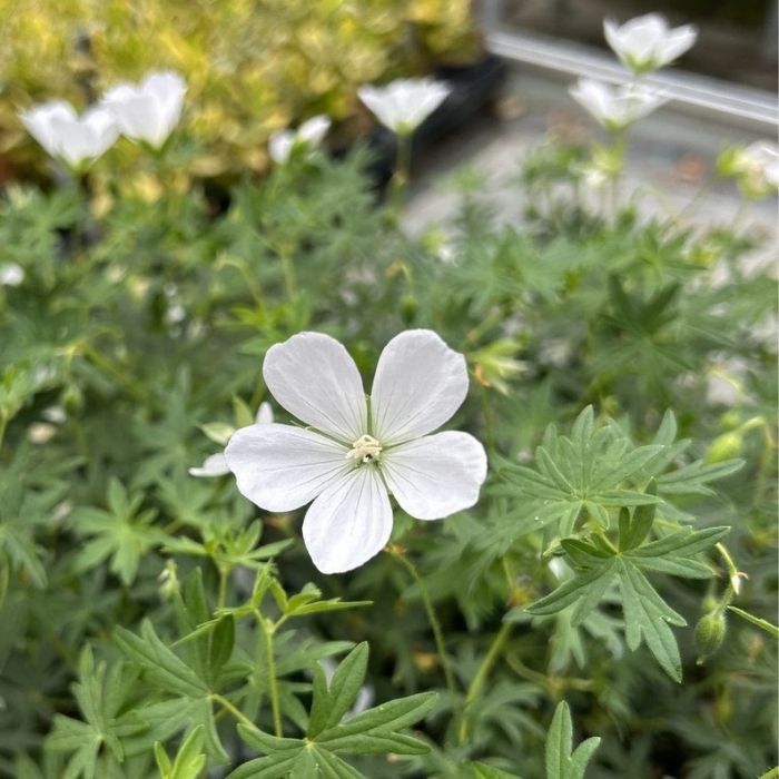 Storkenæb, GERANIUM sang. Album