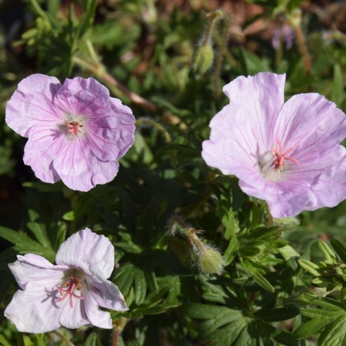 Storkenæb, GERANIUM sang. Apfelblüte 