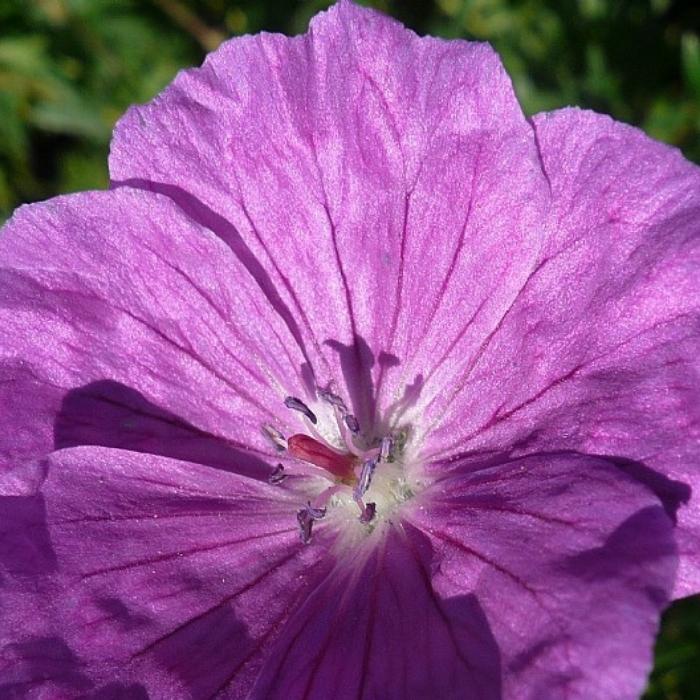 Storkenæb, GERANIUM sanguineum 