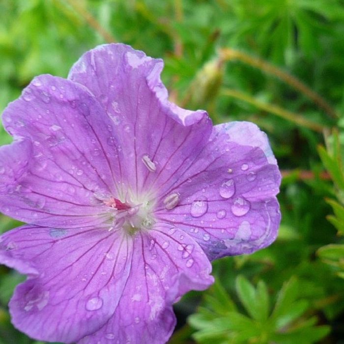 Storkenæb, GERANIUM sanguineum 