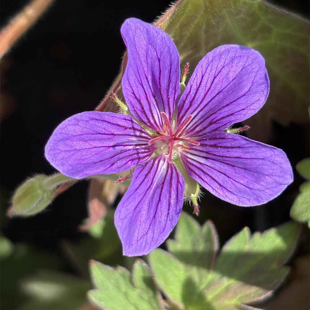Storkenæb, GERANIUM 'wlassovianum' i 1 L potte.