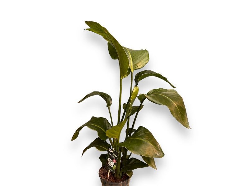 Paradisfugl, Strelitzia Nicolai i 19 cm potte.